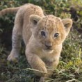 /album/dieren/baby-leeuw-jpg/